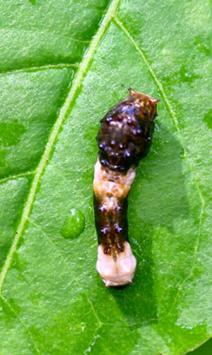 Orange Dog Caterpillar